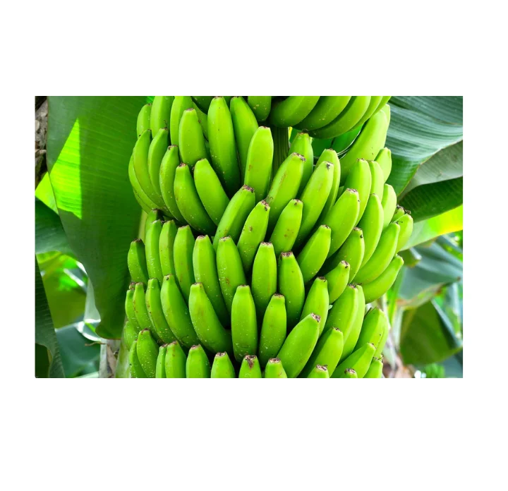 High Quality Fresh Banana Leaf Natural Green 120cm Origin Indonesia Customized Packaging