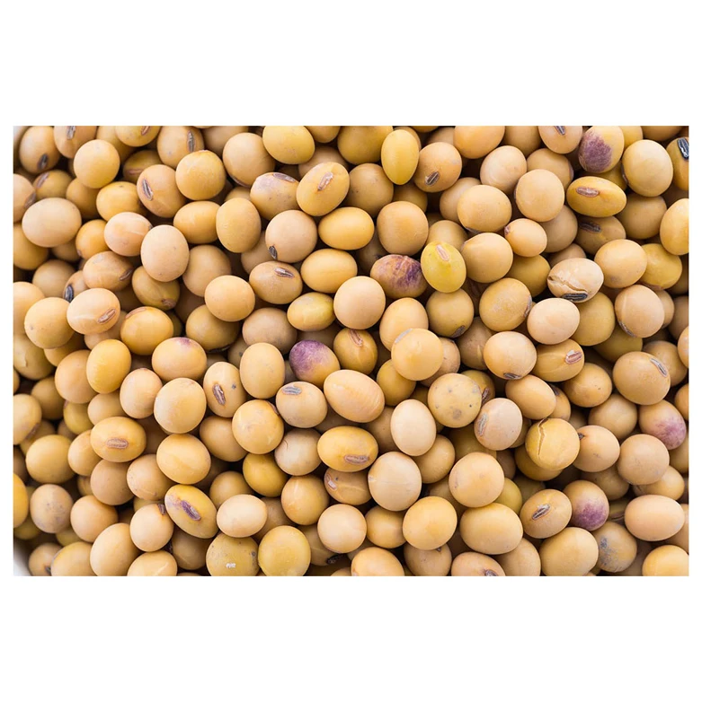 Standard Quality Best Selling Non Gmo Soybean Newest Yellow Soybeans with good Nutrients at Market Manufacturer Price