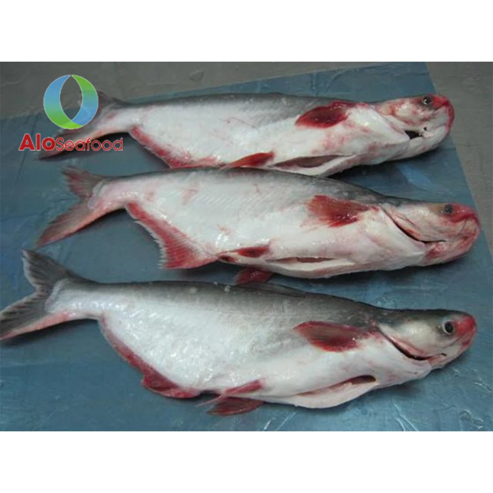 Whole frozen pangasius for export from Vietnam