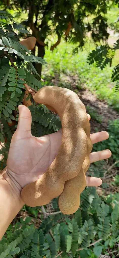 Best Quality Thailand Tamarind Sour Tamarind Sweet Tamarind Ready To Export