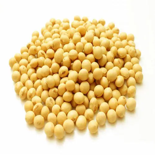 Organic Dried Yellow Soybeans and Soya Beans for WholeSale