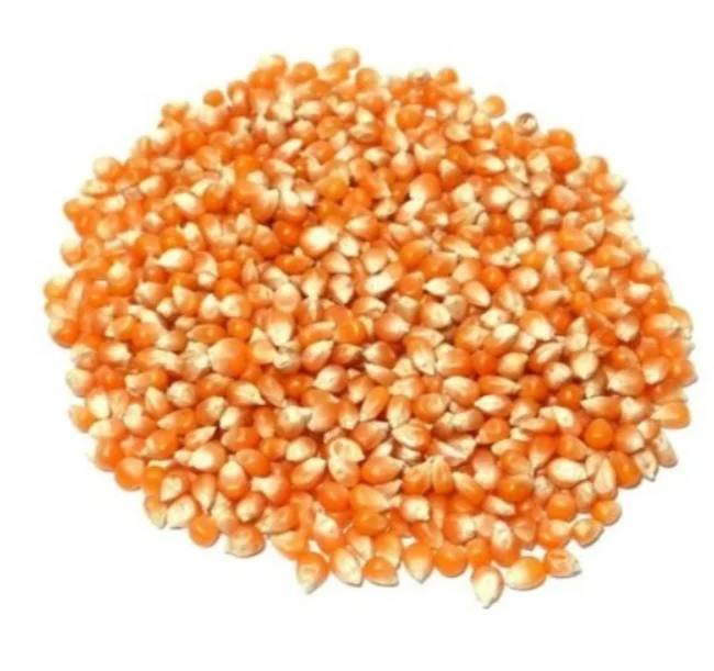 Yellow corn for human consumption