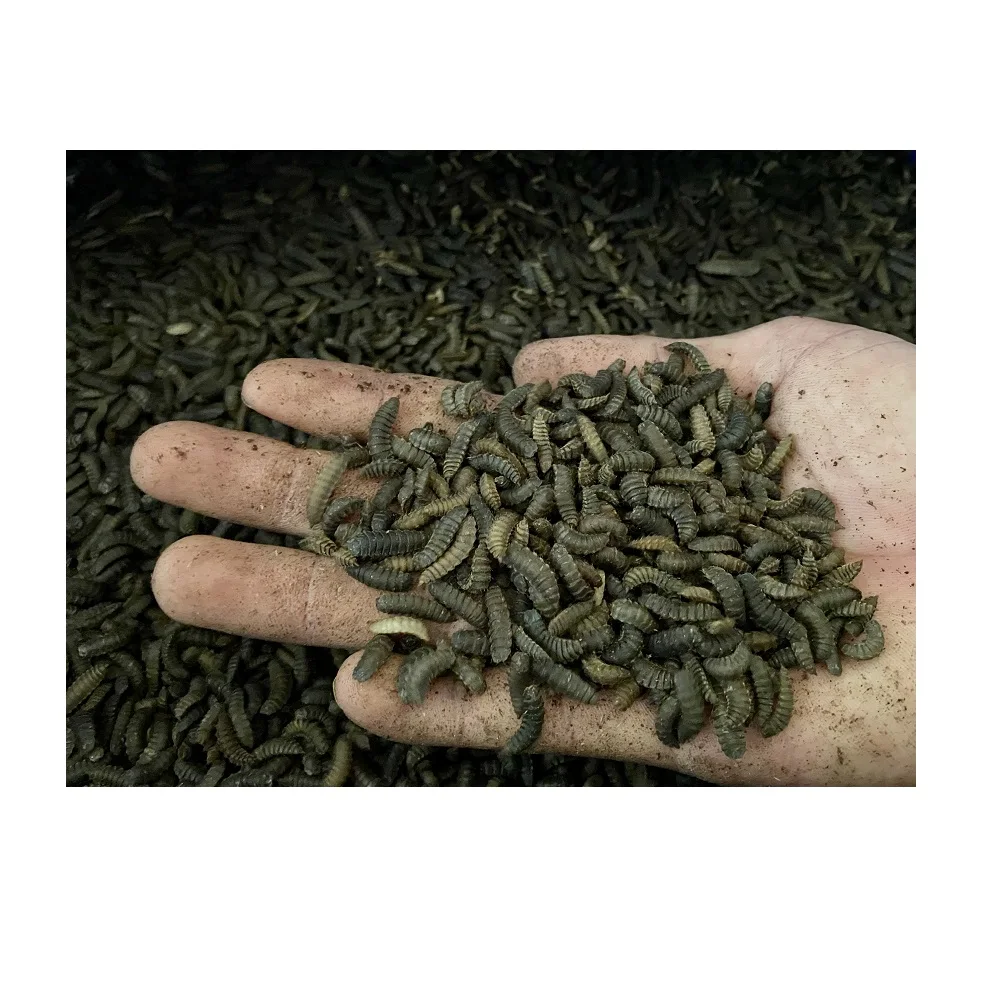 Negotiation free sample support ingredient quality 100% black soldier fly larvae Dried Black Soldier Fly TamEco from Viet Nam