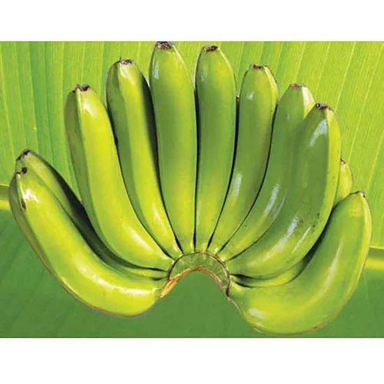 Wholesale Fresh Cavendish Banana With High Quality from Vietnam