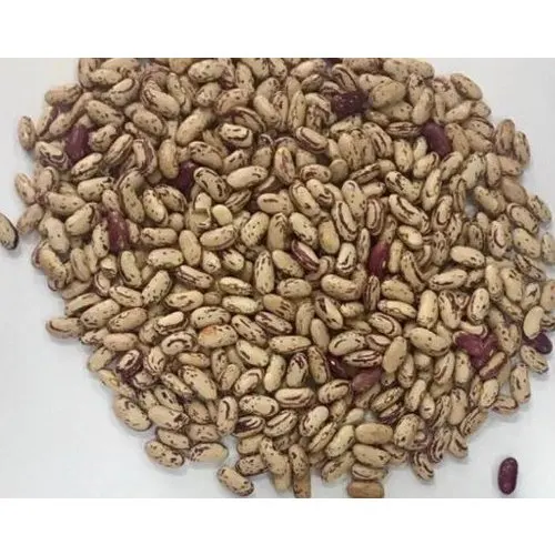 White kidney beans / Red kidney beans / Light Speckled Kidney Beans For Sales