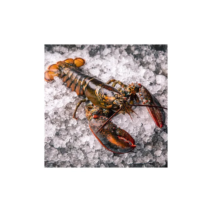 Fresh Quality Pacific  Red Lobsters for sale
