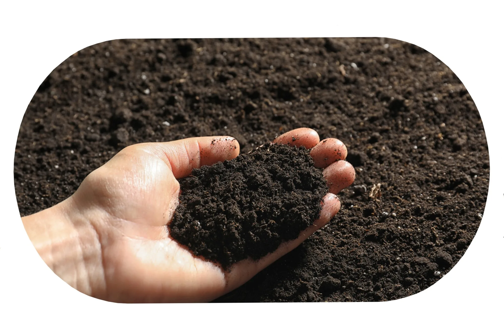 High Quality Manufacturer Peat Organic fertilizer potting Plants Growth Promotion Negotiable Price For Sale