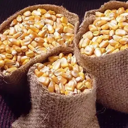 maize1.jpg