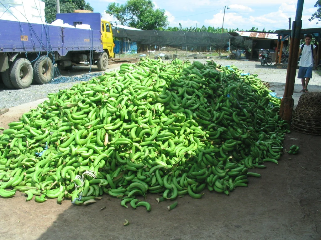 Best Quality Fresh Green Cavendish Banana  For Sale