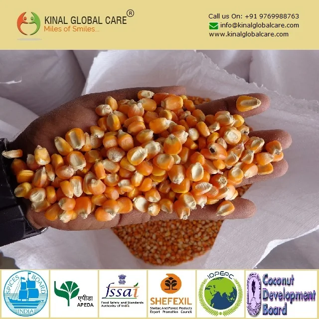 Best Quality Yellow Corn Available at Wholesale Prices Best Selling Maize Corn From India For Export Sale