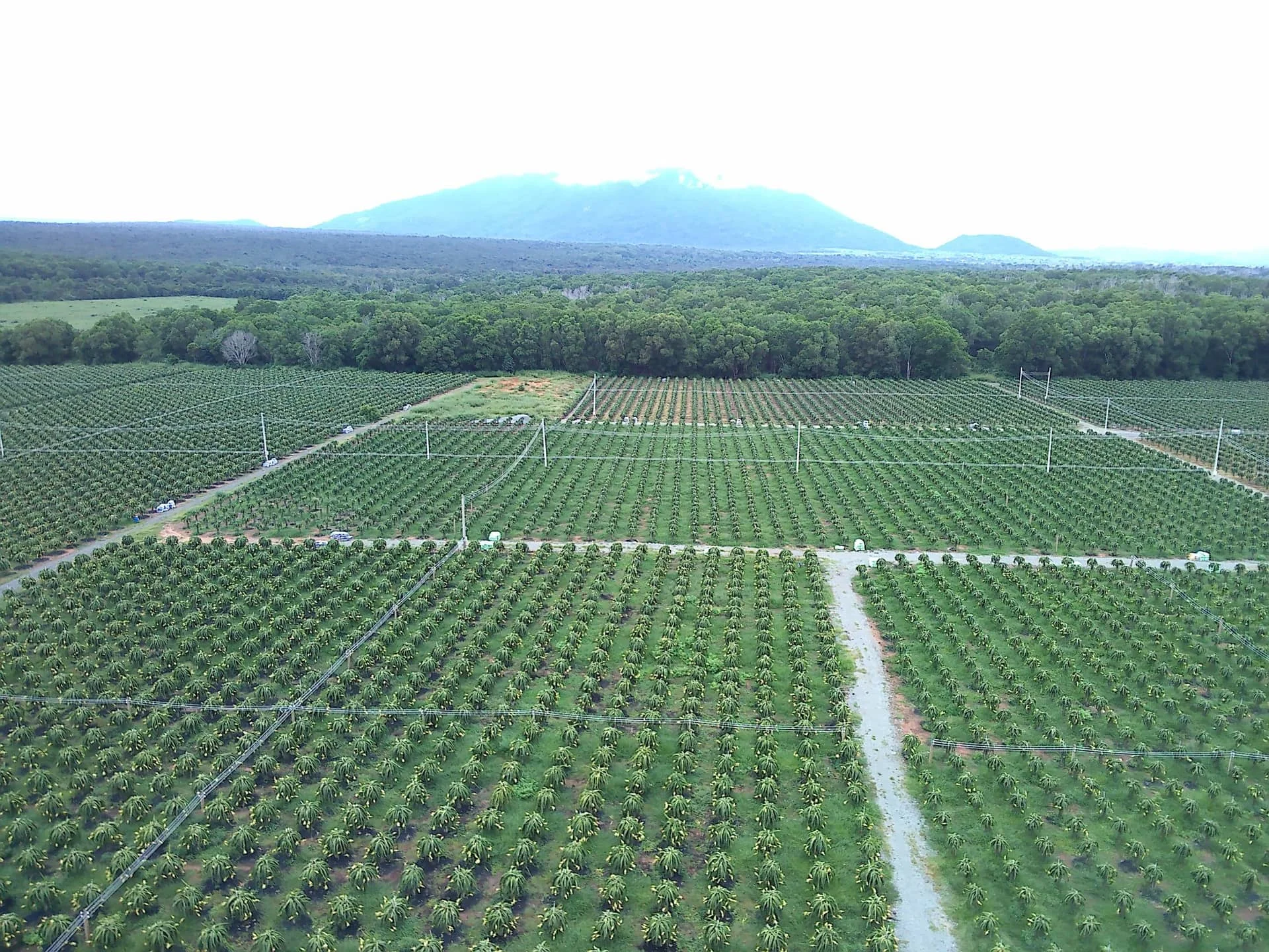 350-650 gram Dragon Fruit / Grade A For Export | Vietnam Agriculture Food CO., LTD