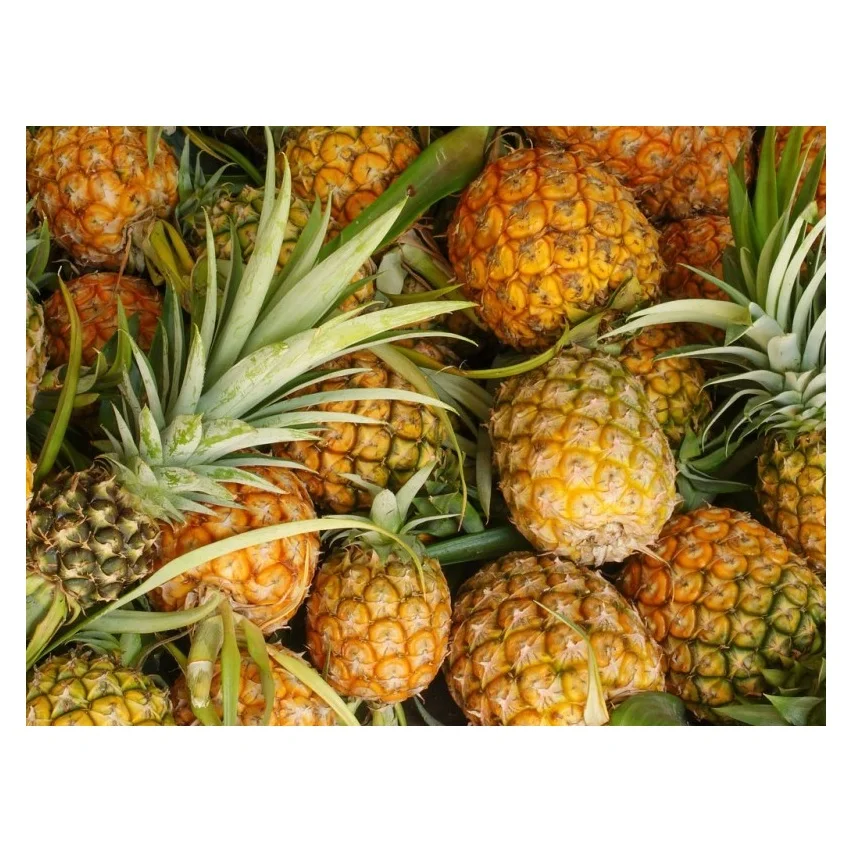 Export Quality Fresh Sweet Pineapples Available