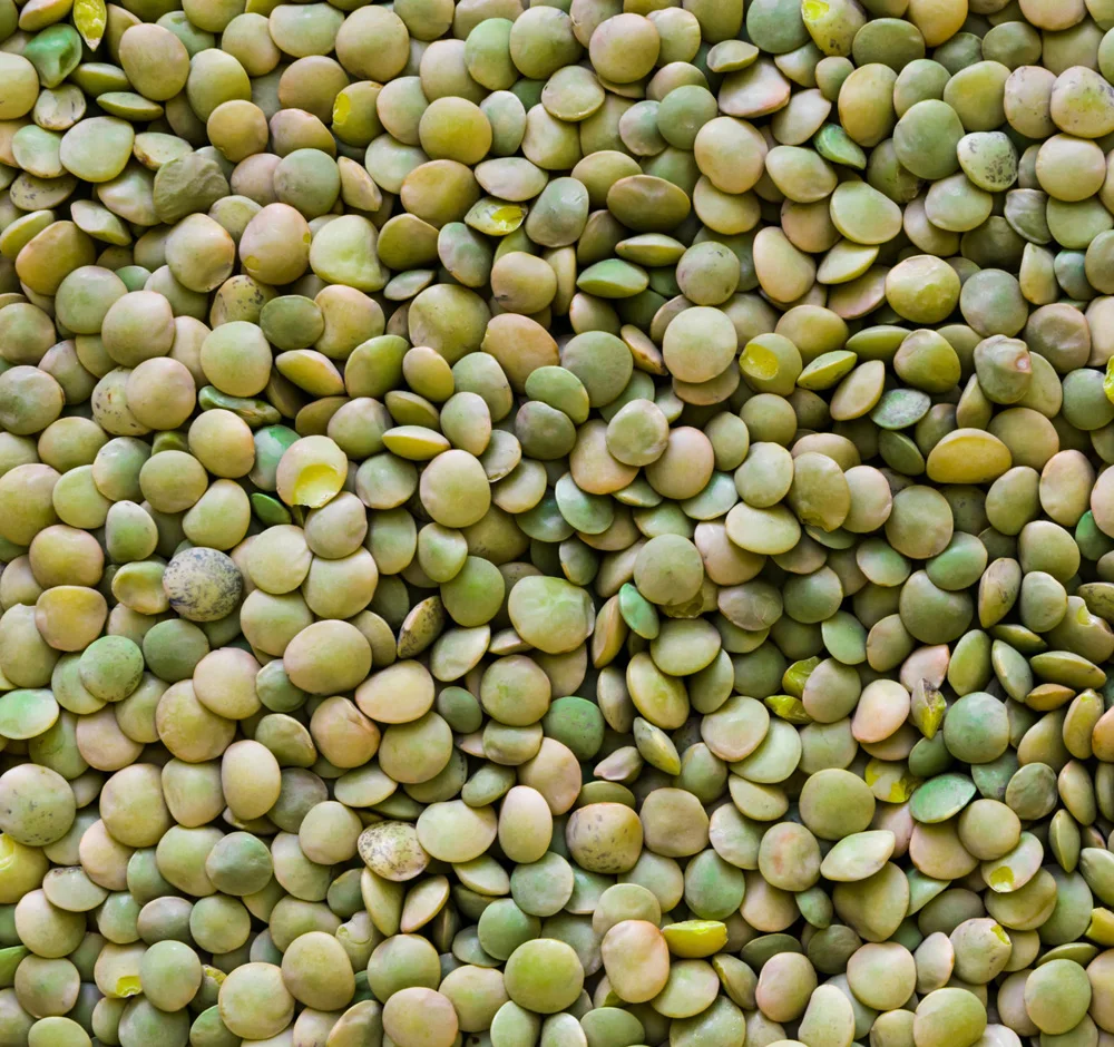 High quality Green Lentils for food industry and cooking wholesale from manufacturer lentils for sale in bulk