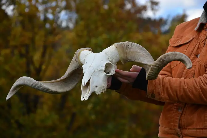 Modern Elegance Handcrafted Buffalo Bull & Ram Skull Wall Art with Majestic Horns Unique Animal Carved Salt Stand Decoration
