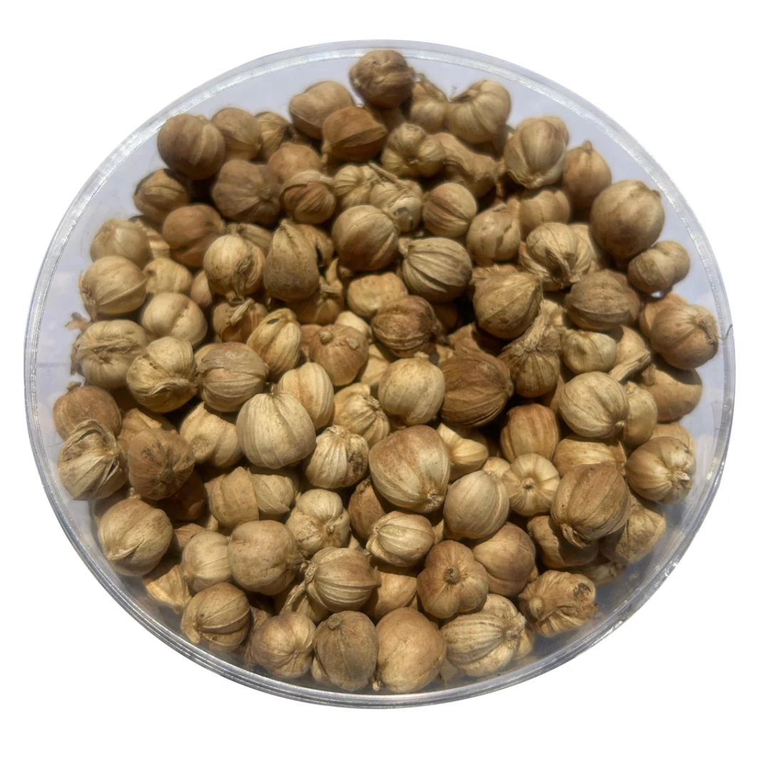Top Choice Indonesian Dried Cardamom Natural Spicy Taste Spices & Herbs Products With 3 Years Shelf Life