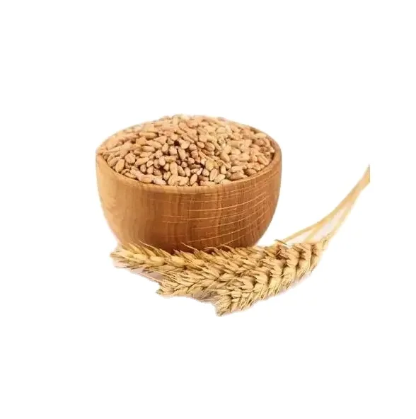 Cheapest Price Supplier Bulk Organic Dried Whole Wheat Grains With Fast Delivery Gluten free Brown Teff grains / Bulk TEFF GRAIN