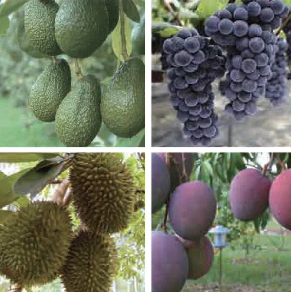 ABC booster, ABC coloring, ABC sugaring, ABC Silicic acid