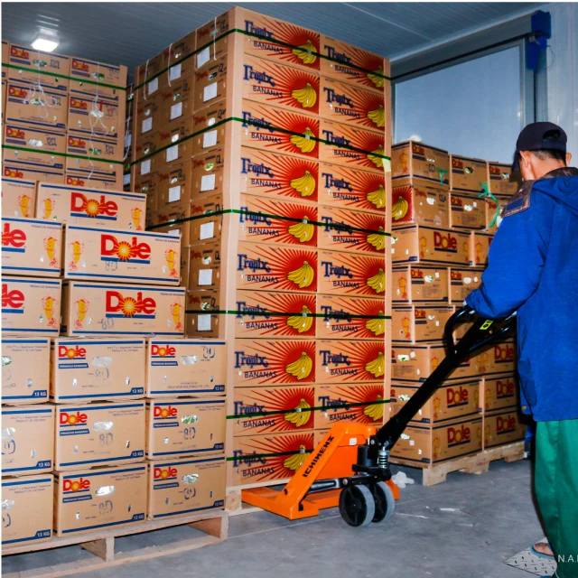 VIETNAM CAVENDISH Green Premium Light Tropical Banana Sweet Style Packing GLOBAL GAP Certificate