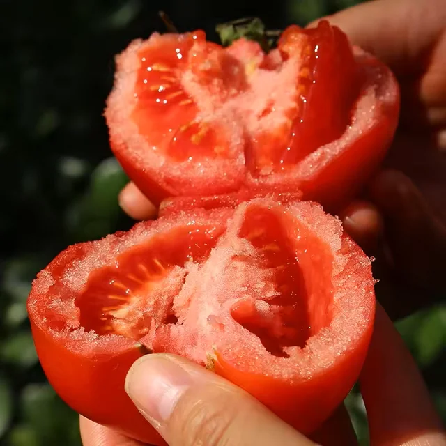 Fresh Tomatoes Available from Thailand