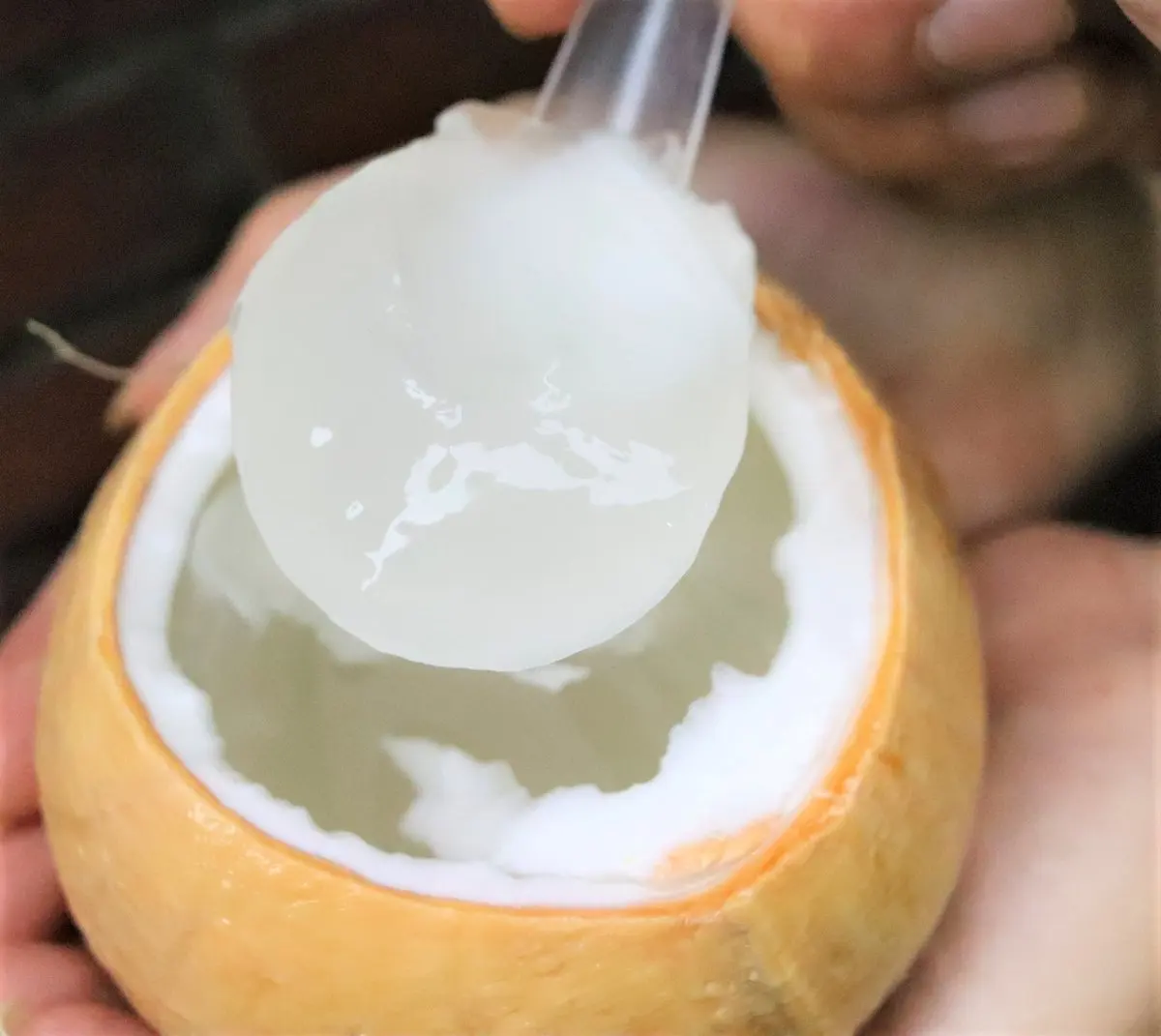 BEST SUPPLIER OF HIGH QUALITY COCONUT JELLY NEW VIETNAM / MS JENNIE
