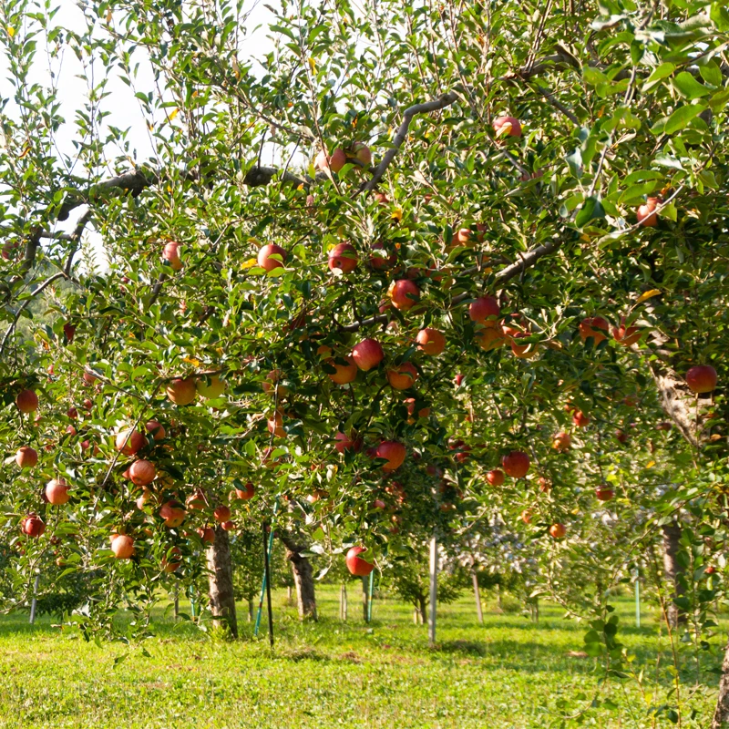 Fresh Red Fuji Apples /Royal Gala/Red Delicious