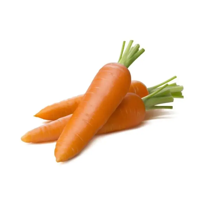 Greenhouse carrot kuroda export by MN GLOBAL IMPEX