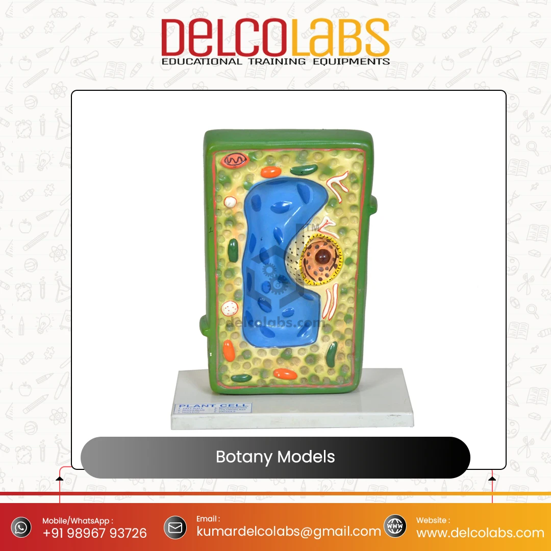 Excellent Quality Supplier of Bulk Selling Biology Botany Models Plant Cell Dicot Monocot Root Leaf Stem for Teaching Purpose