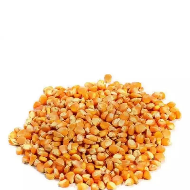 Yellow Corn