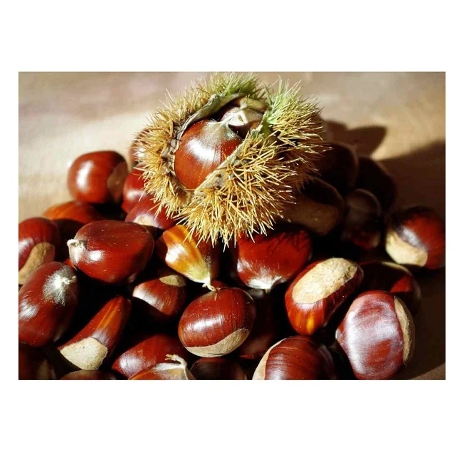 Good Selling Import Fresh High Quality Chestnuts Kernels For Sale