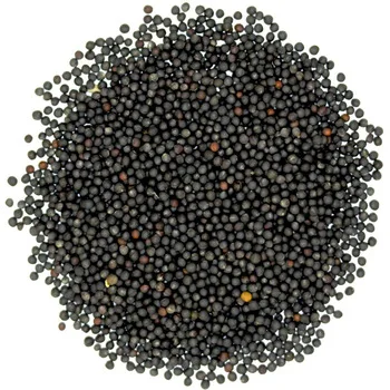 Factory Price Canola Seed & Rapeseed Rape Seeds Black Rapseeds