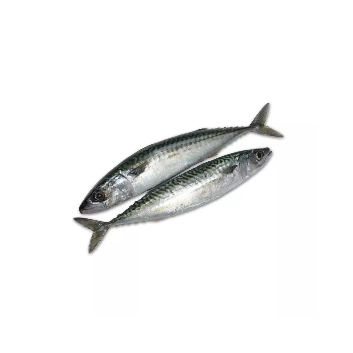 Экологически чистые морепродукты замороженная рыба скумбрии цена картонная
