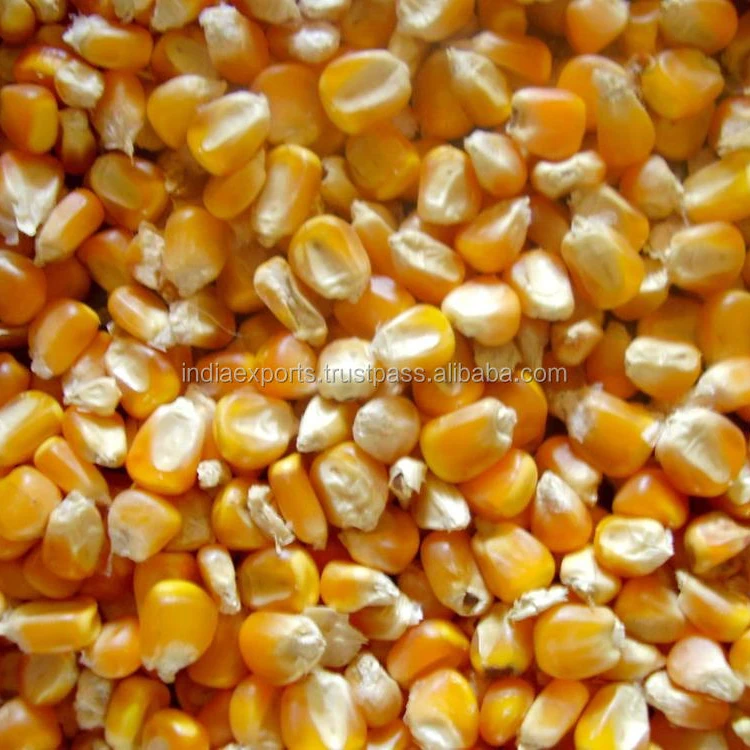 Yellow Corn Maize Yellow Corn Maize Suppliers Specifications From India