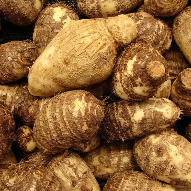 Овощной свежий новый свежий маленький TARO из Вьетнама