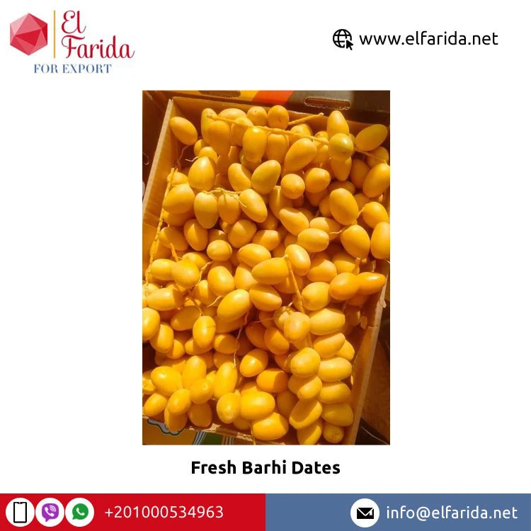 Premium Quality Wholesale 100% Natural Delicious Taste Fresh Fruit Barhi Dates | Egypt Barhi Dates Supplier