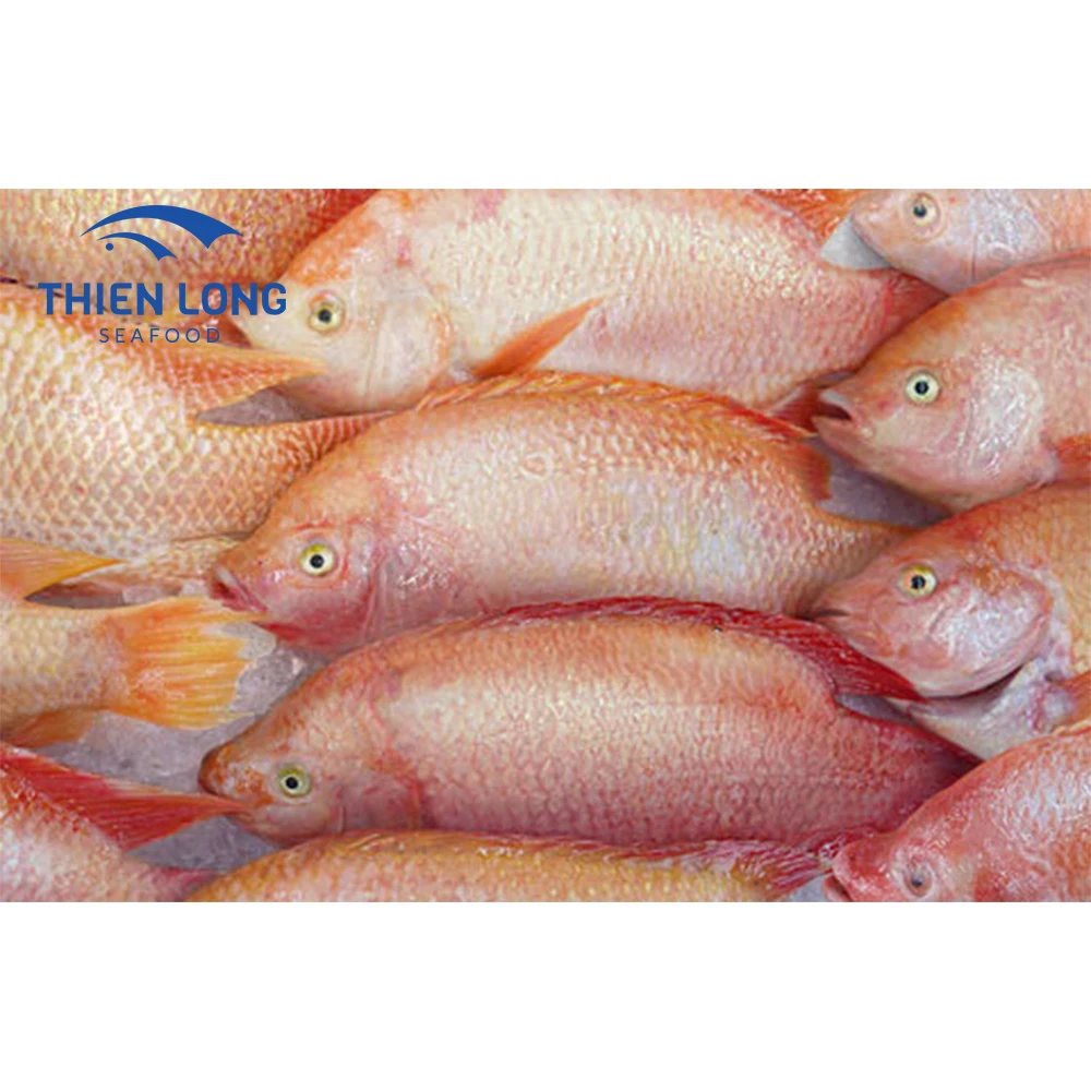 High quality frozen whole red tilapia for export in large quantity from Vietnam