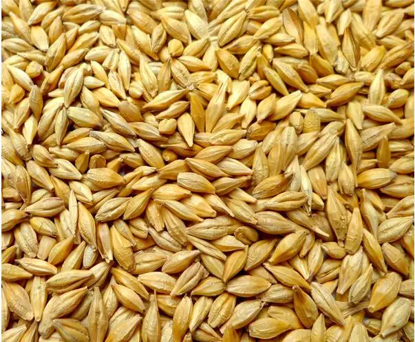 Premium quality Rye grains 2021 Crop Year
