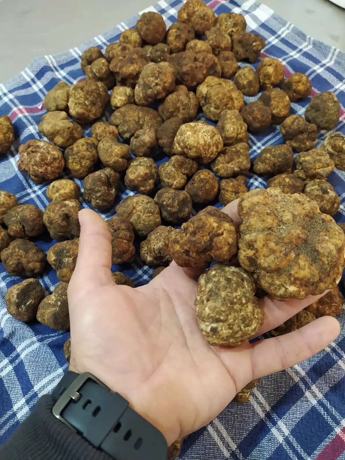 Italian Handmade High Fresh Quality White Truffle Sauce 50g Jar Perfect for Enriching Your Preparations Ideal for Wholesale