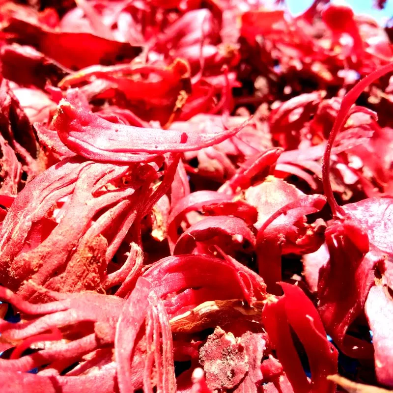 certified high quality NUTMEG FLOWER (MACE) made by Indonesia trusted manufacturer supervised by top QC team OEM is welcomed