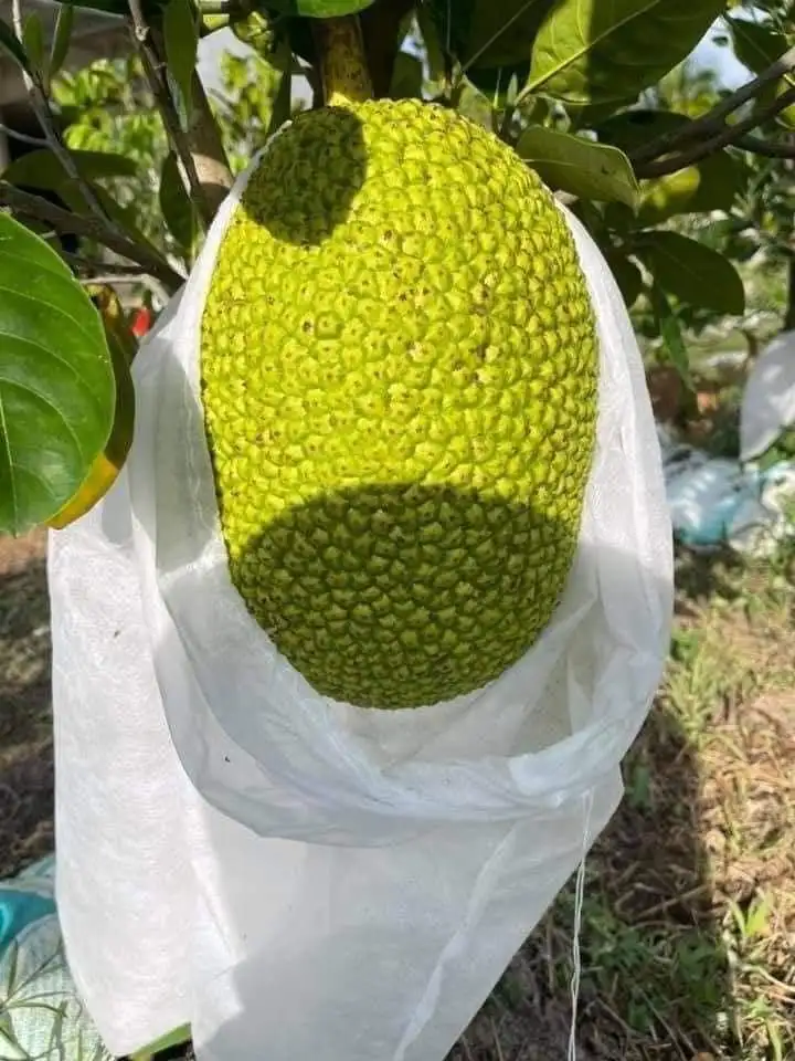 Wholesale Good Price Organic Fresh Thai Jackfruit 100% High Quality Fresh Fruit From Viet Nam 2023