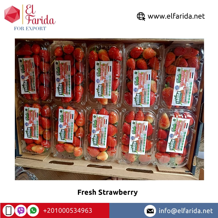 Export Quality Hot Sale Fruits Berries Delicious Sweet Taste Natural Fresh Strawberry for Wholesale Purchase at Bulk Price