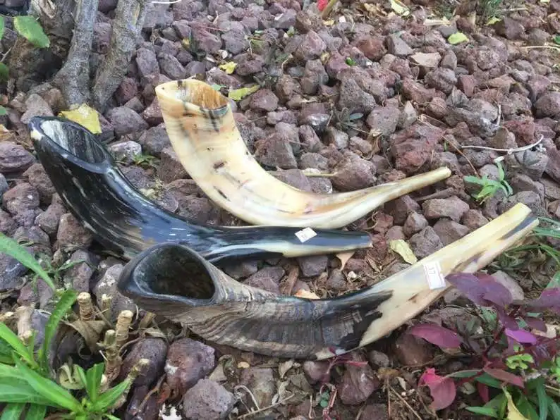 Natural Ram Horn Shofar for Blowing and Religious purpose Kosher Shofar Polished Made in Israel Kudu Horn