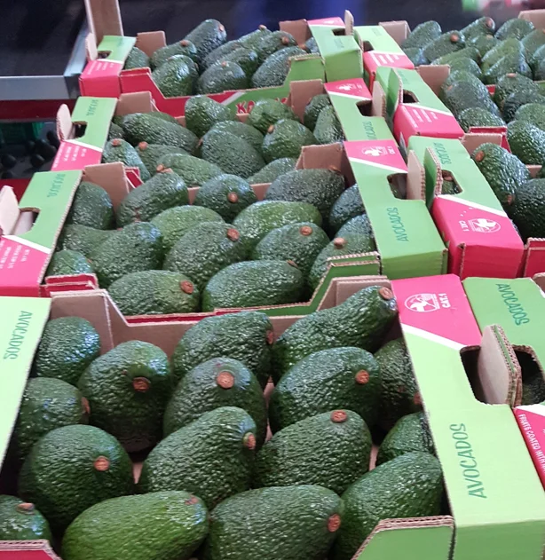 Fresh Avocado Green Tropical Fruit With High Quality And Competitive Price  at ug