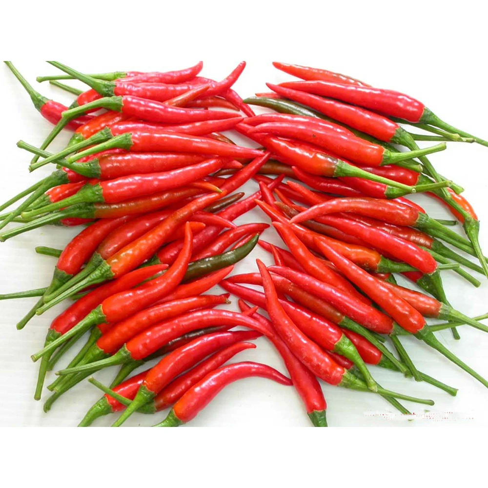 Made In Vietnam - Chili Pepper Wholesale Products Exporter Extract Fresh Vegetables From Farm Capsicum
