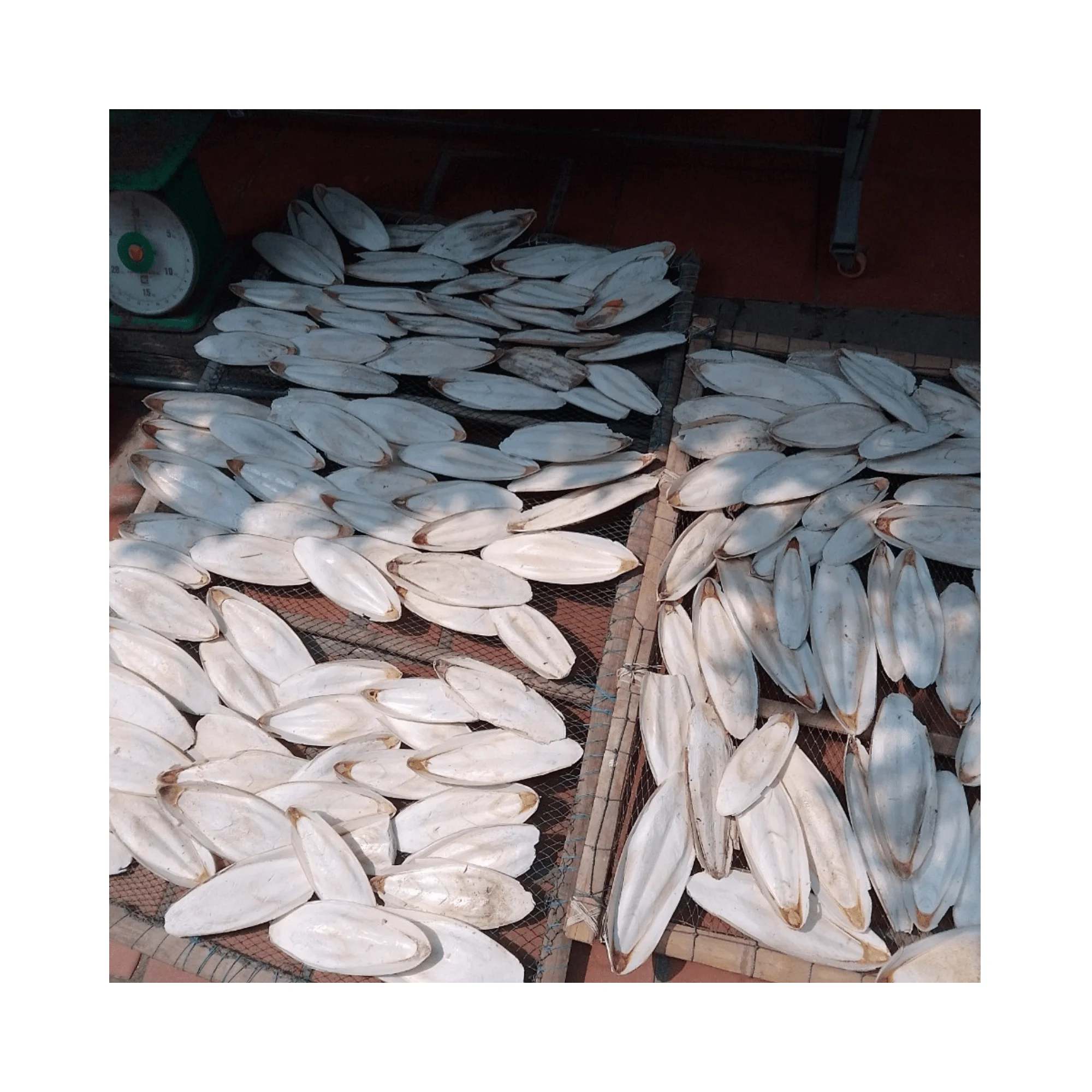 Hot Deal Pet Food Dried Cuttlefish Bone Cuttlebone Holder Bird Toy With High Quality Bleached White Trimmed Or Raw Best Price