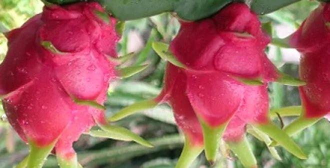 dragon fruit price dragon fruit tree