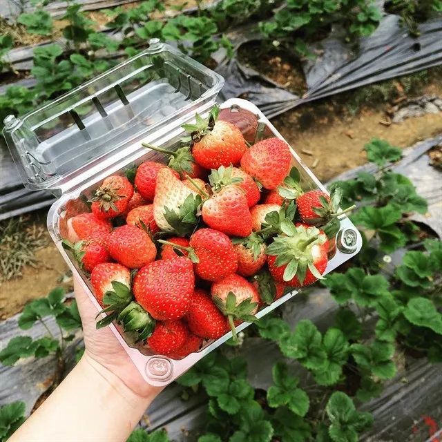High Quality Juicy Texture Fully Ripe Dessert Sweet Fresh Strawberry Export New Crop Price For Fresh