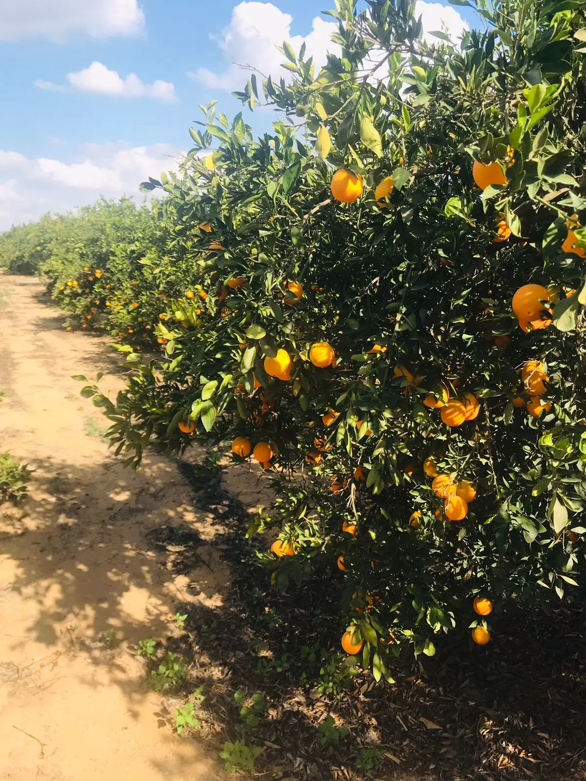 Fresh Abusra oranges from Egypt