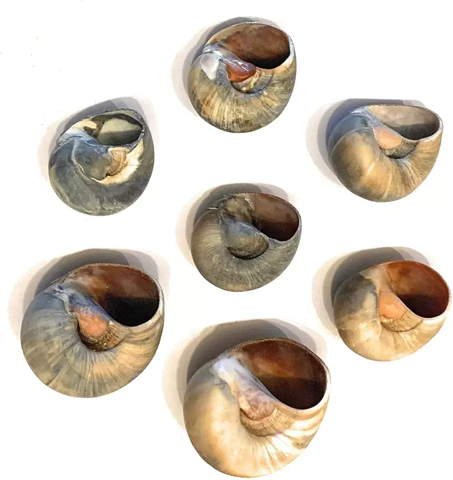Murex Operculum Seashell / Operculum Shells / Gastropods for sale