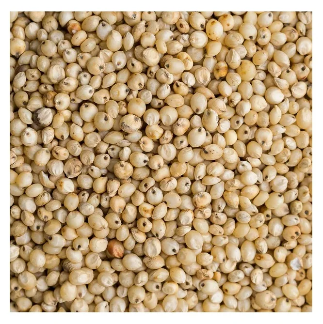Highly Nutritious Natural Sweet Wholesale White Sorghum