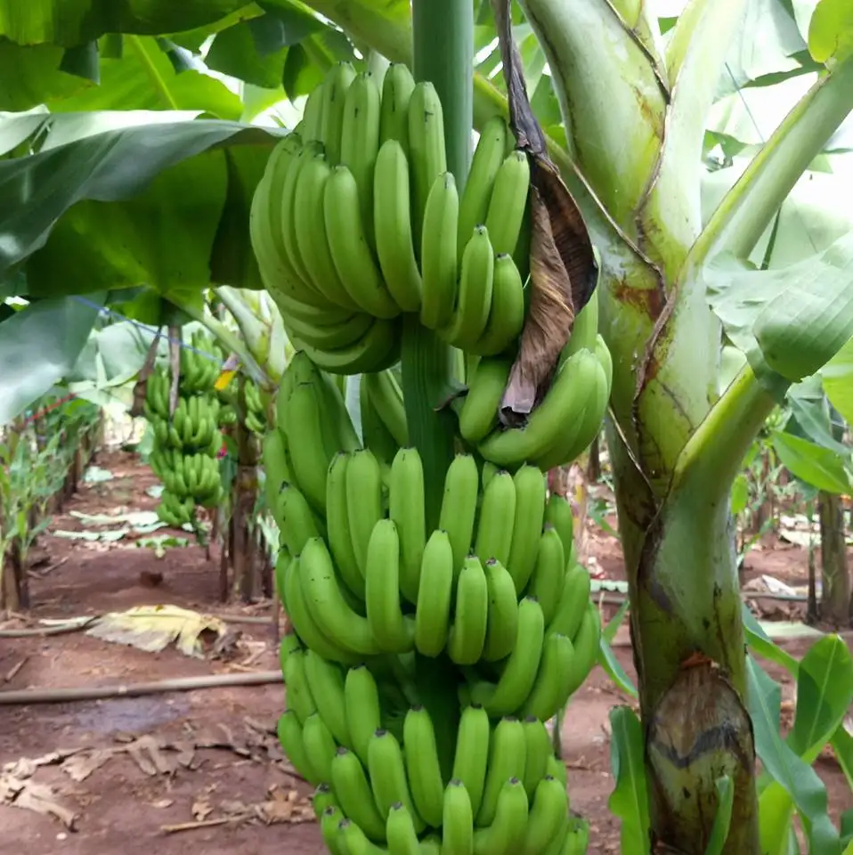 We Supply Quality Fresh Green Cavendish Banana to all over the world